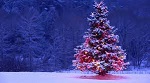 Sapin de Noël