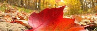 Congé d automne